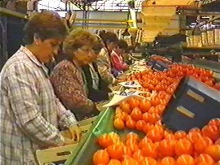 naranjas (4)  ALIMENTOS MERCADO